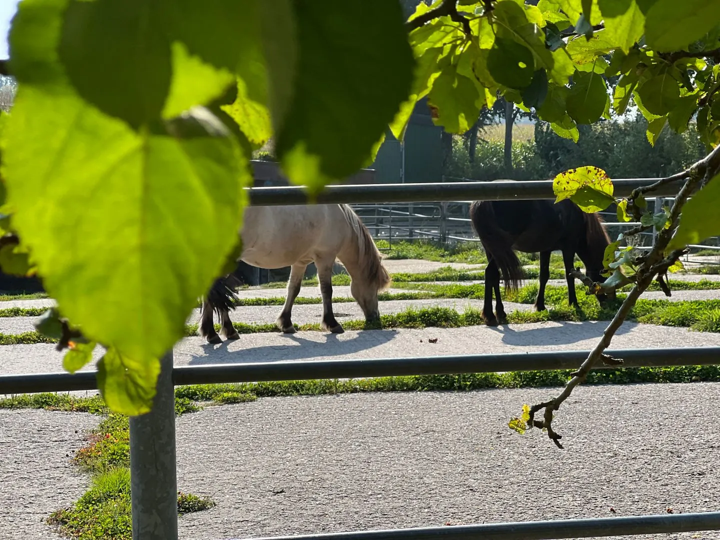 Ferien auf dem Islandpferdehof - Ferienhaus Gandur für bis zu 7 Personen Osterbyholz - Nachbarschaft