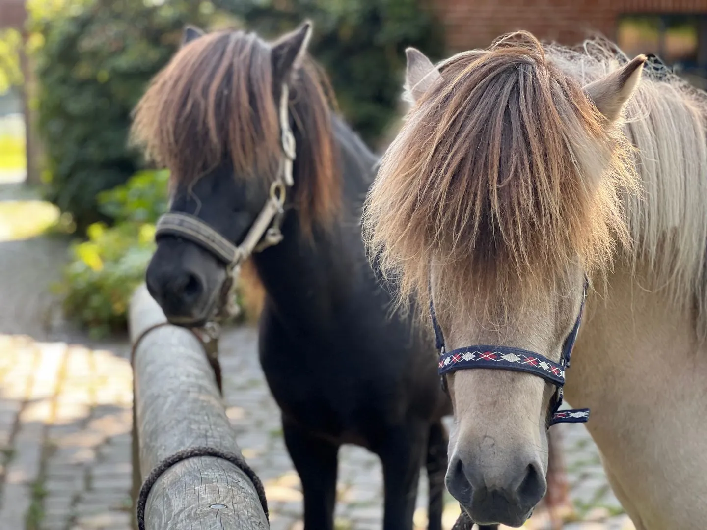 Ferien auf dem Islandpferdehof - Ferienhaus Gandur für bis zu 7 Personen Osterbyholz - Gartenblick