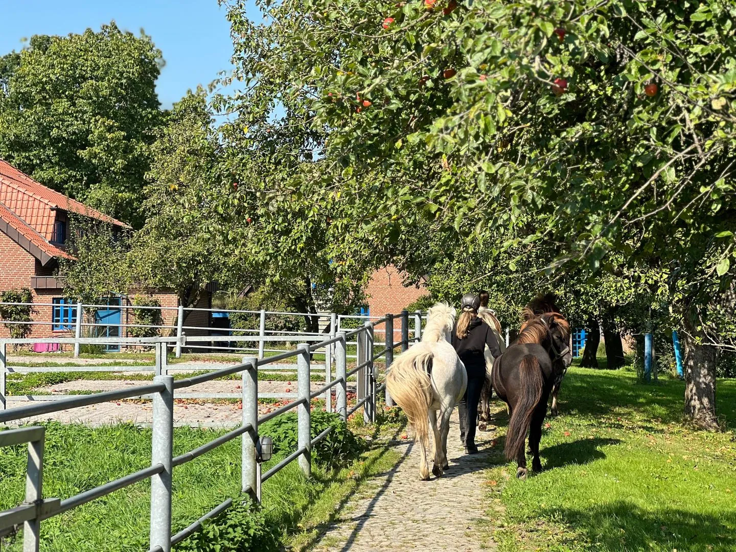 Ferien auf dem Islandpferdehof - Ferienhaus Gandur für bis zu 7 Personen Osterbyholz - Sport / Aktivitäten
