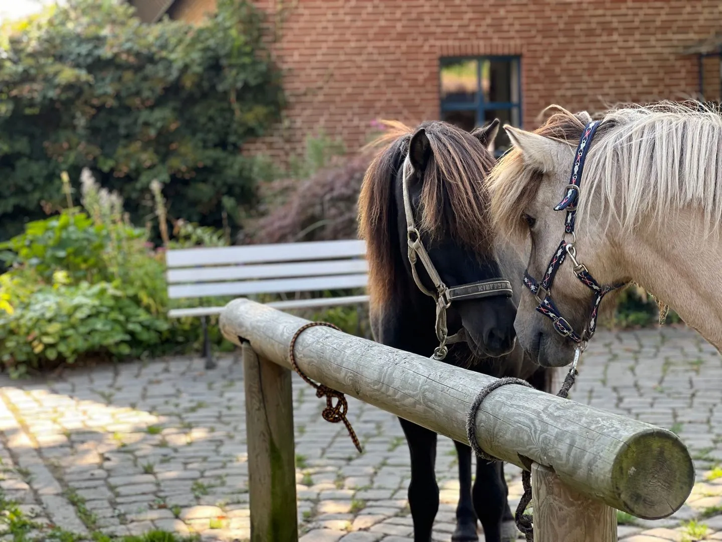 Ferien auf dem Islandpferdehof - Ferienhaus Gandur für bis zu 7 Personen Osterbyholz - Sport / Aktivitäten