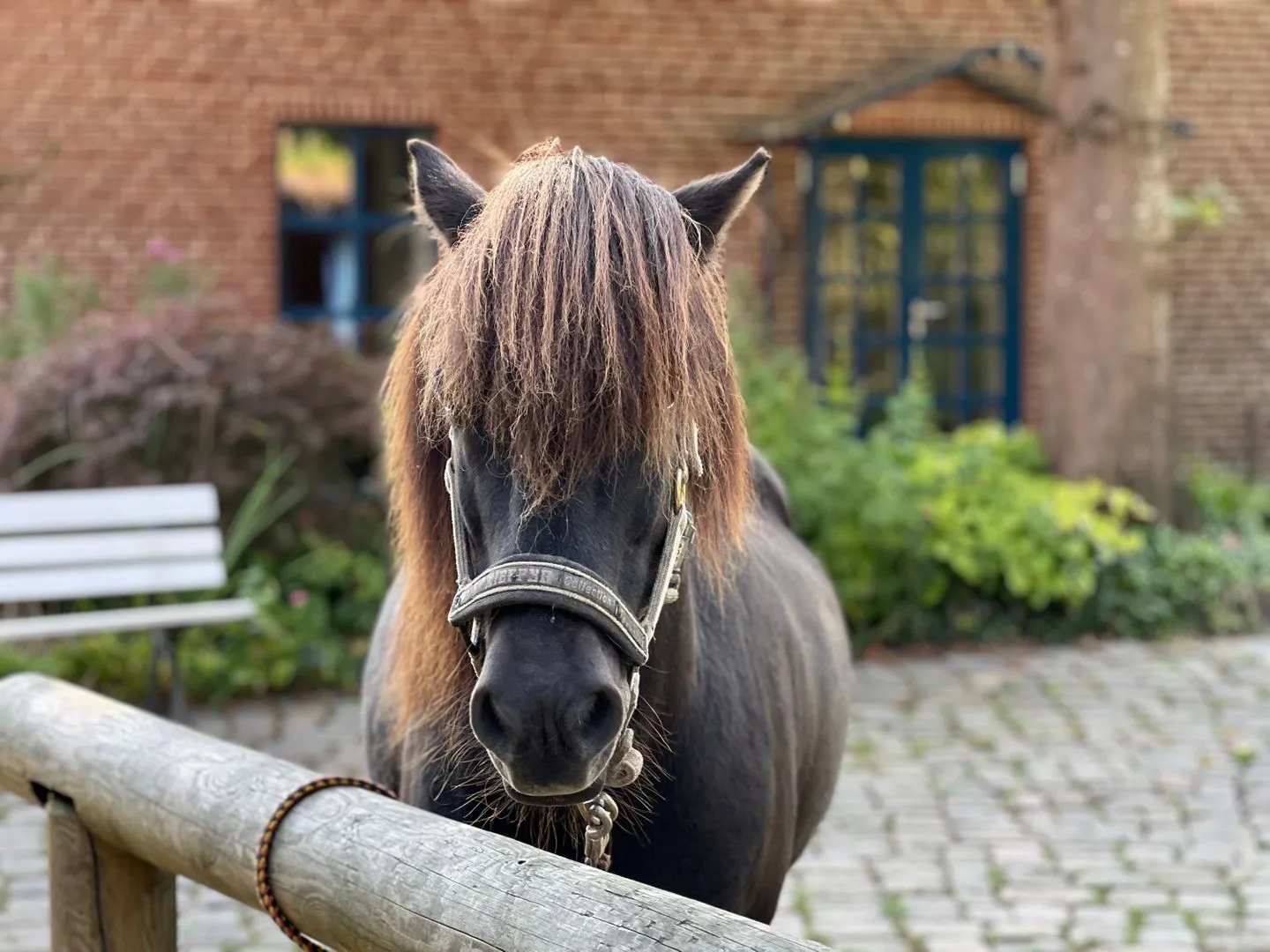 Ferien auf dem Islandpferdehof - Ferienhaus Gandur für bis zu 7 Personen Osterbyholz - Nachbarschaft