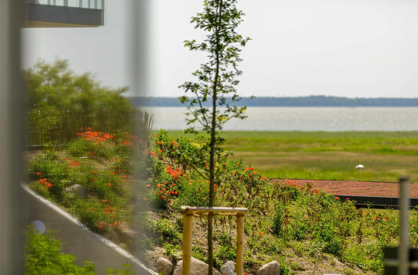 Sonnenblume Wustrow - Meerblick