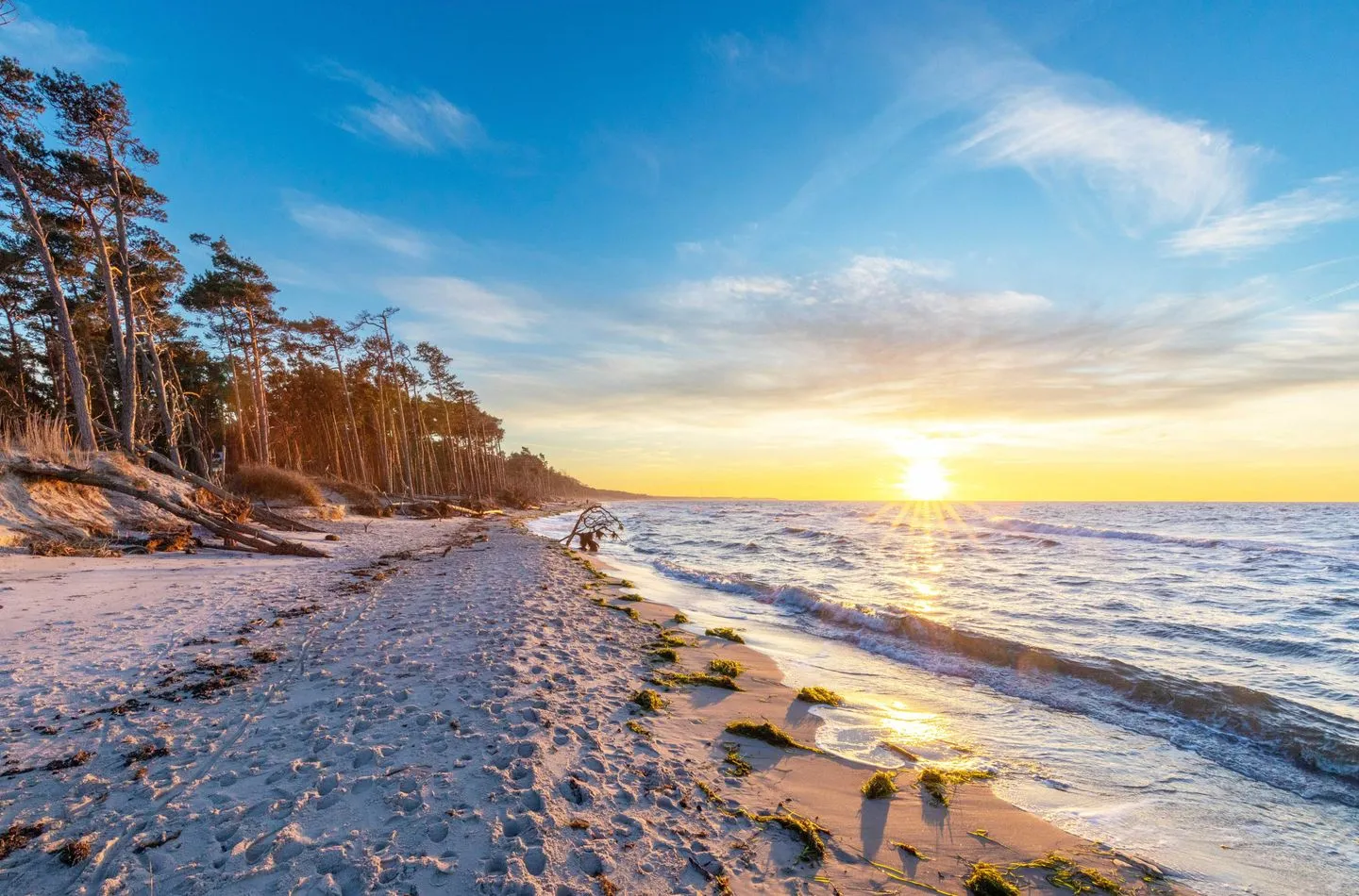 Sonnenblume Wustrow - Strand