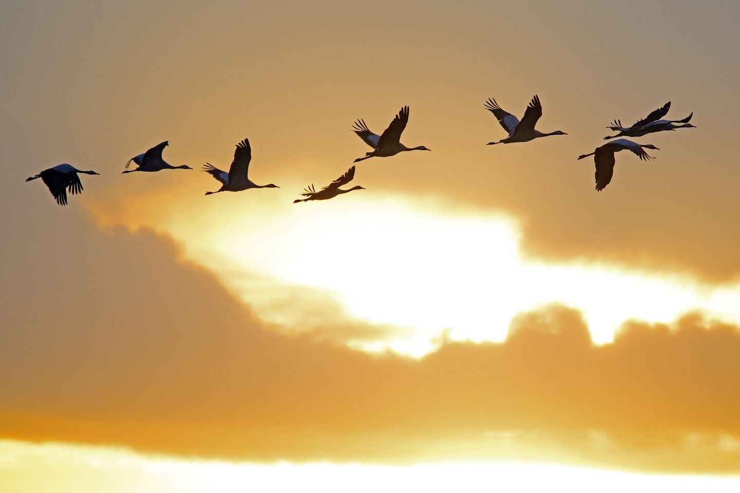 Darß - am Himmel ziehende Kraniche bei Abendrot