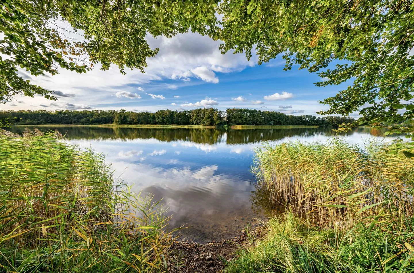  Graureiher Jabel - Landschaft