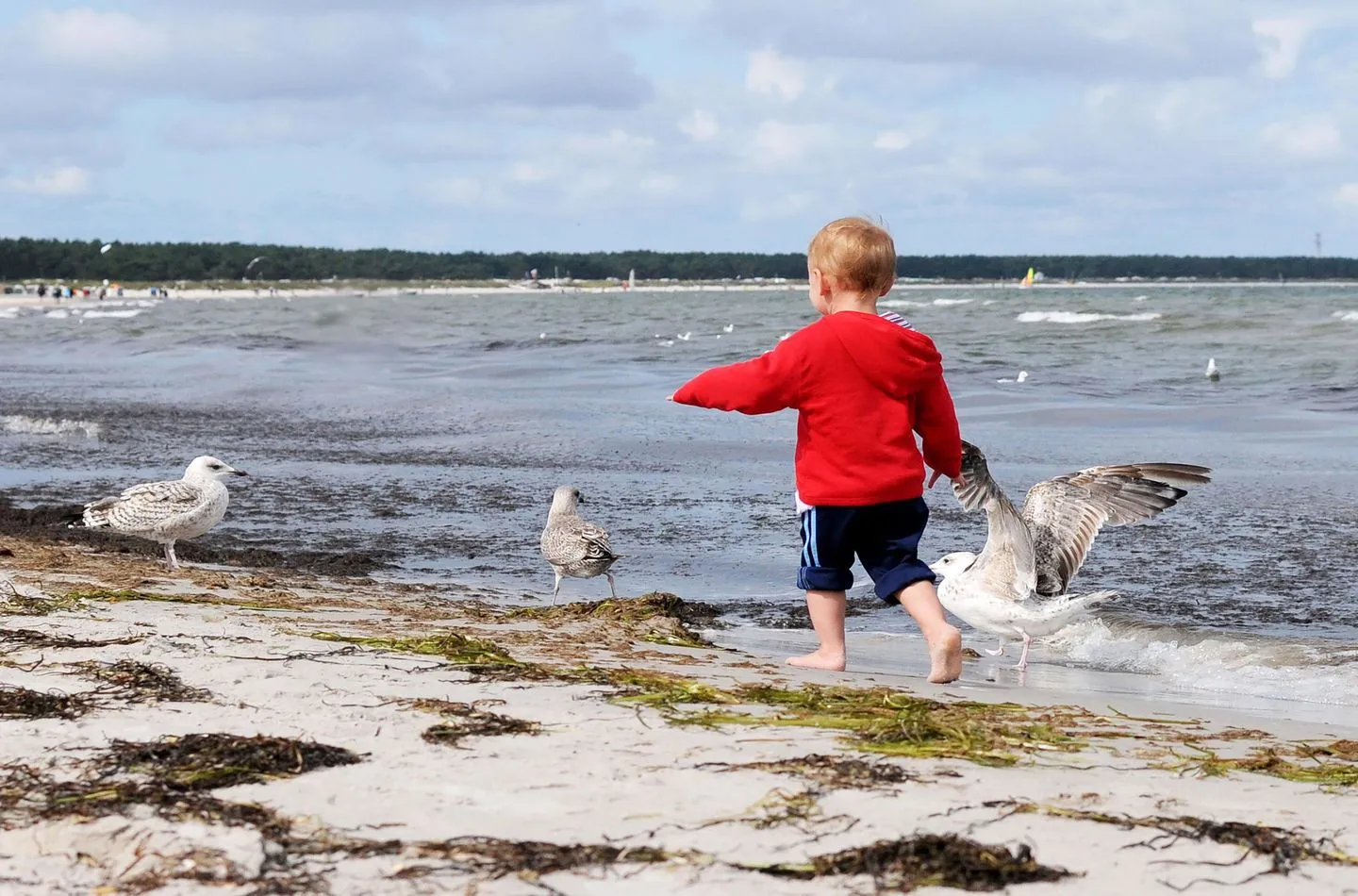  Windflüchter Zingst - Strand