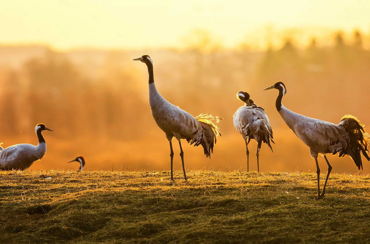  Eisvogel Jabel - Landschaft