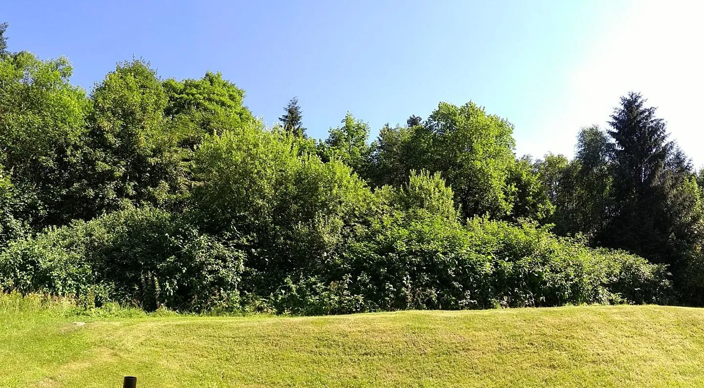 Fewo Am Wald 5 Hahnenklee -