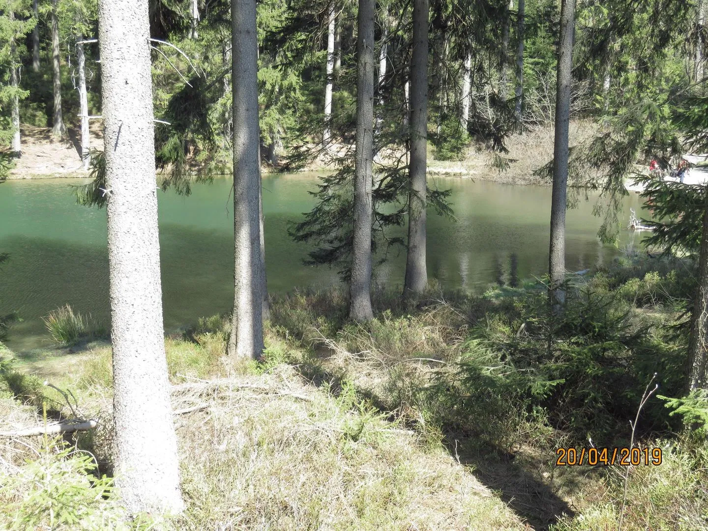Fewo Am Wald 5 Hahnenklee -