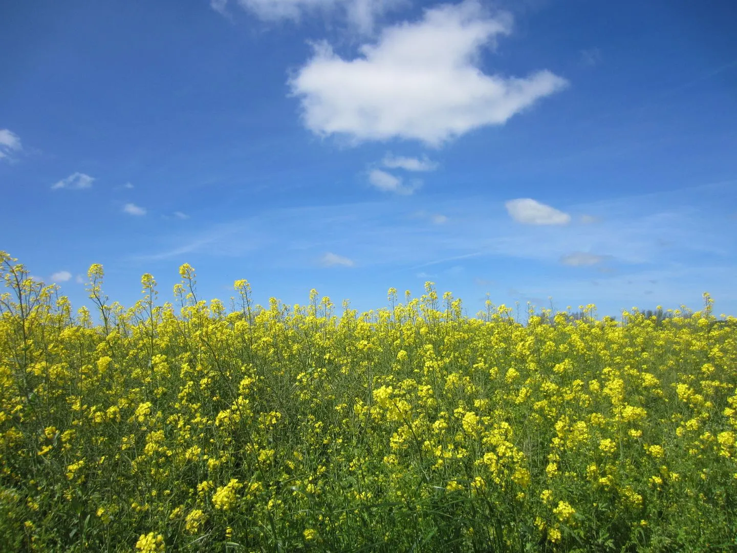 Hafenkieker Burgtiefe -