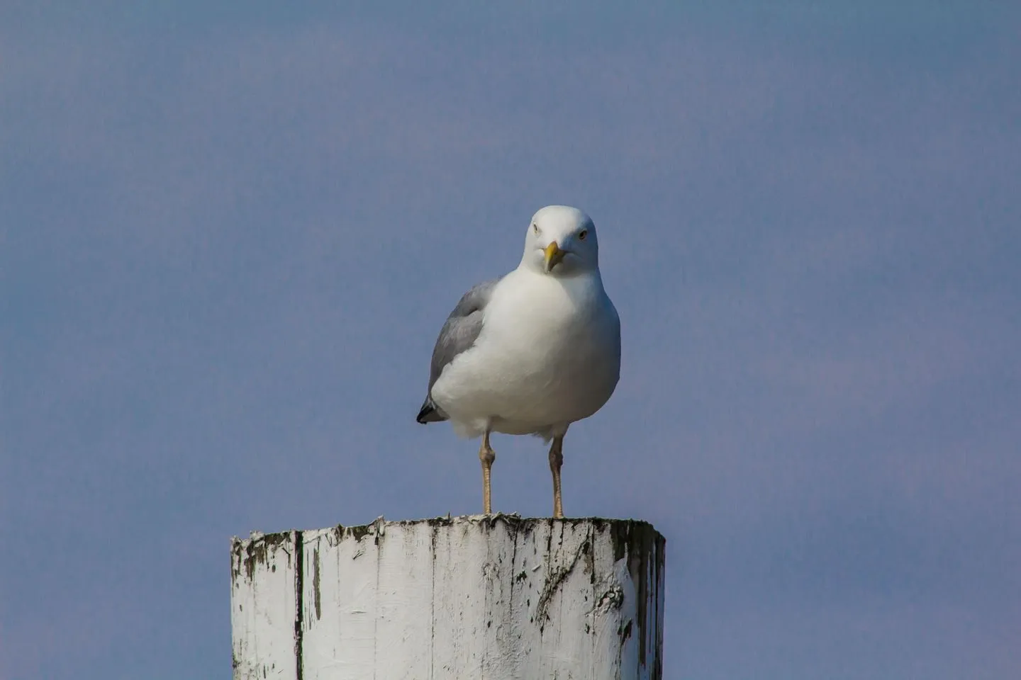 Peper Juist -