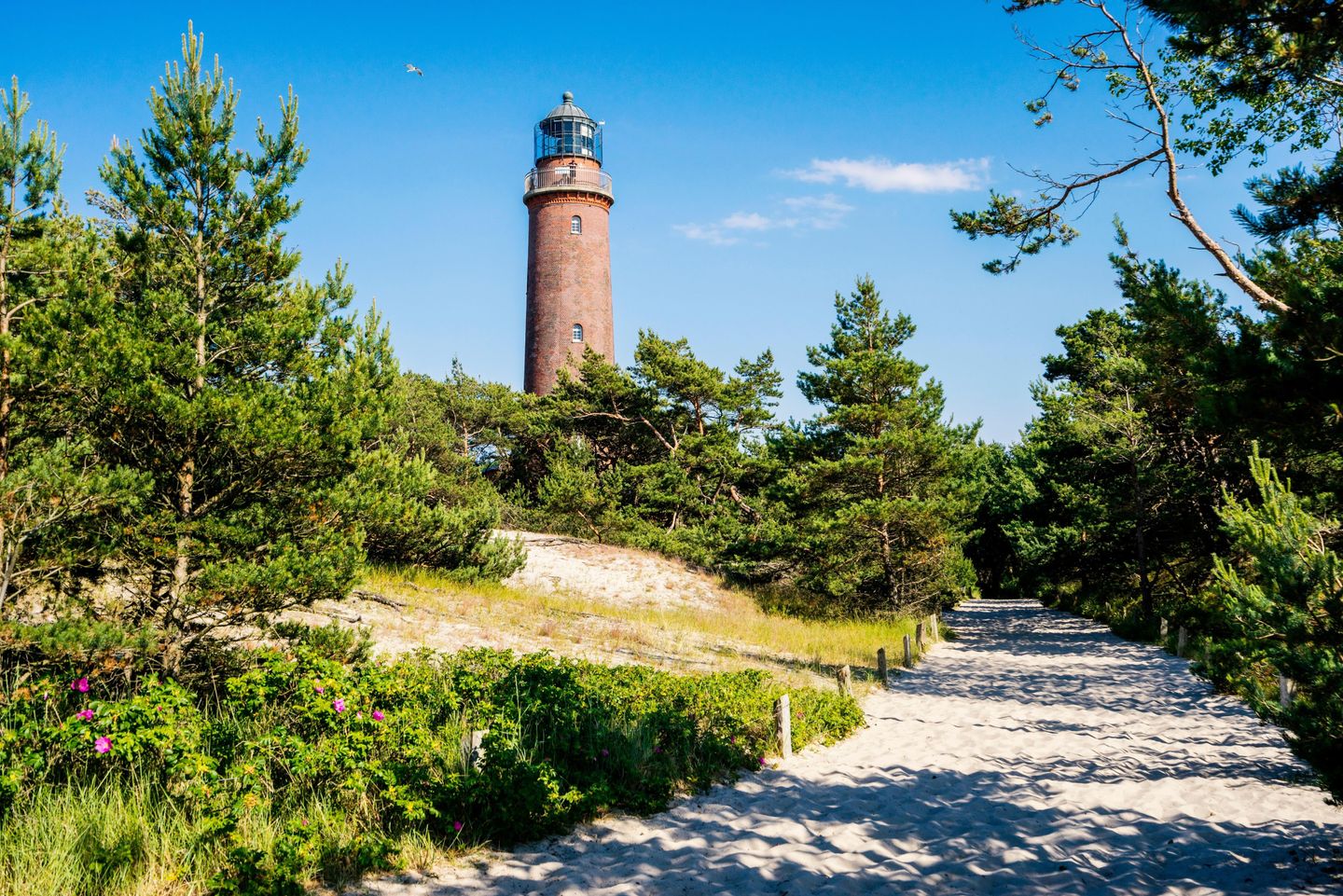 Leuchtturm am Darßer Ort, Strandaufgang mit weißem Sand, kleine Kiefern am Rand
