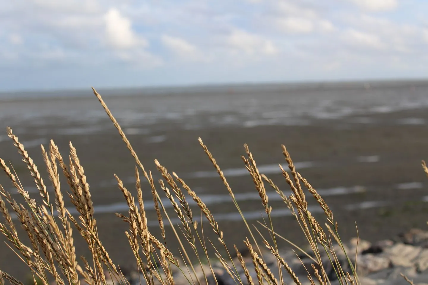 Hus op de Wurth Ferienwohnung seaside sixteen Dithmarschen - Landschaft