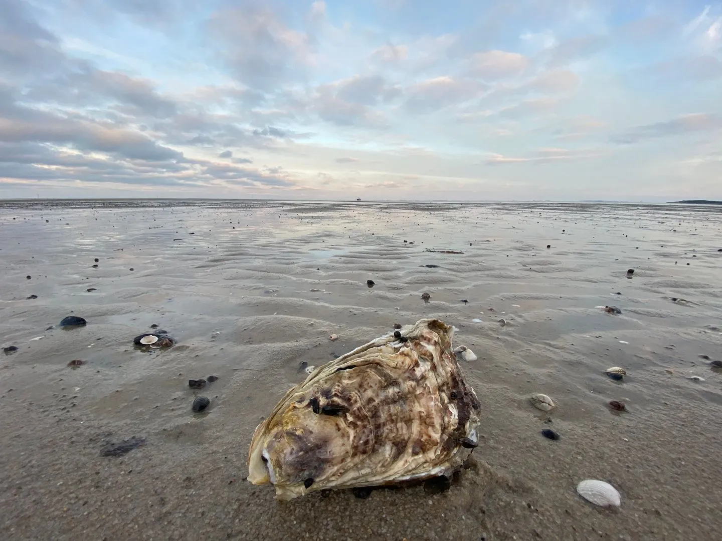Ferienwohnung im Haus Nordland App 106 (Hund) Westerland - Strand