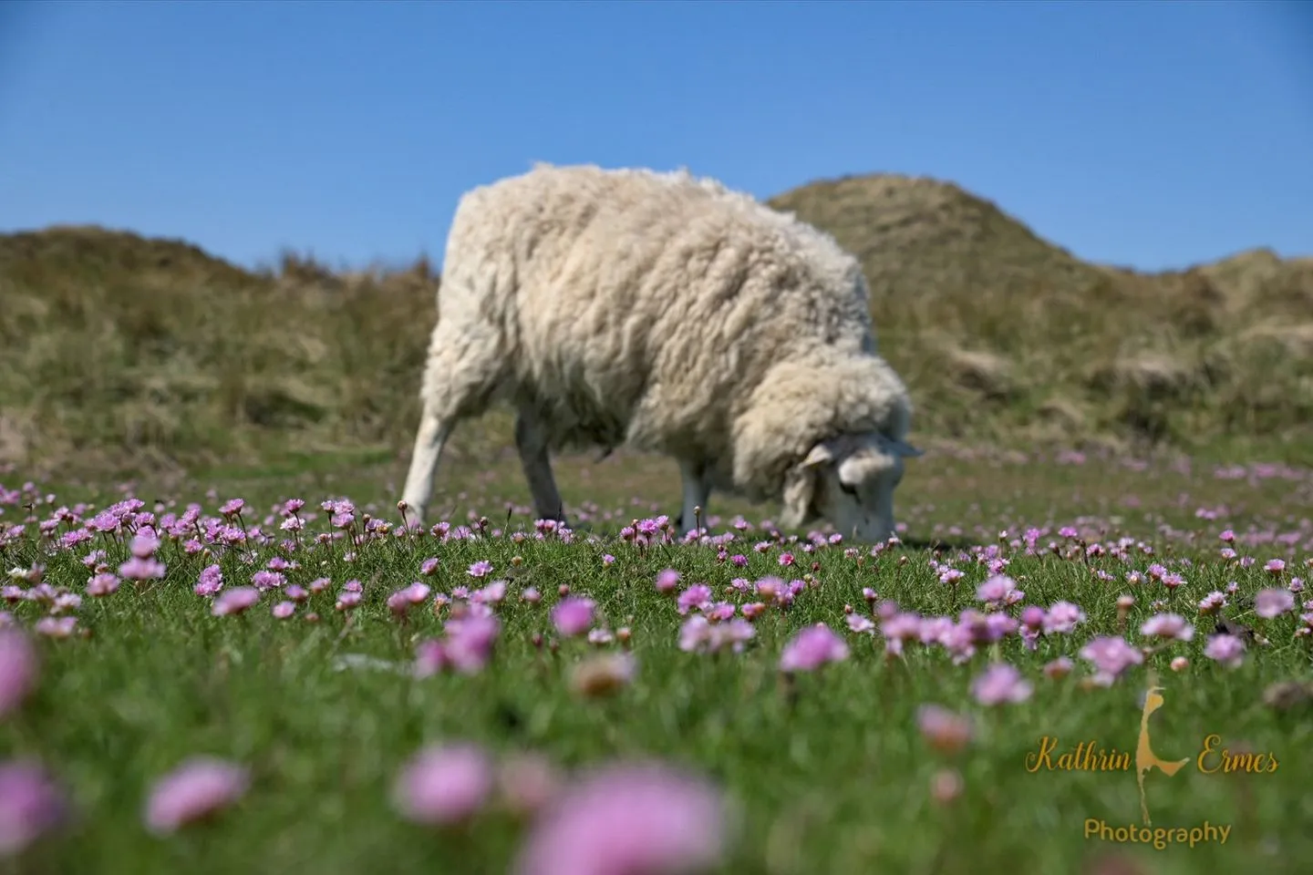 Ferienwohnung im Haus Nordland App 106 (Hund) Westerland - Landschaft