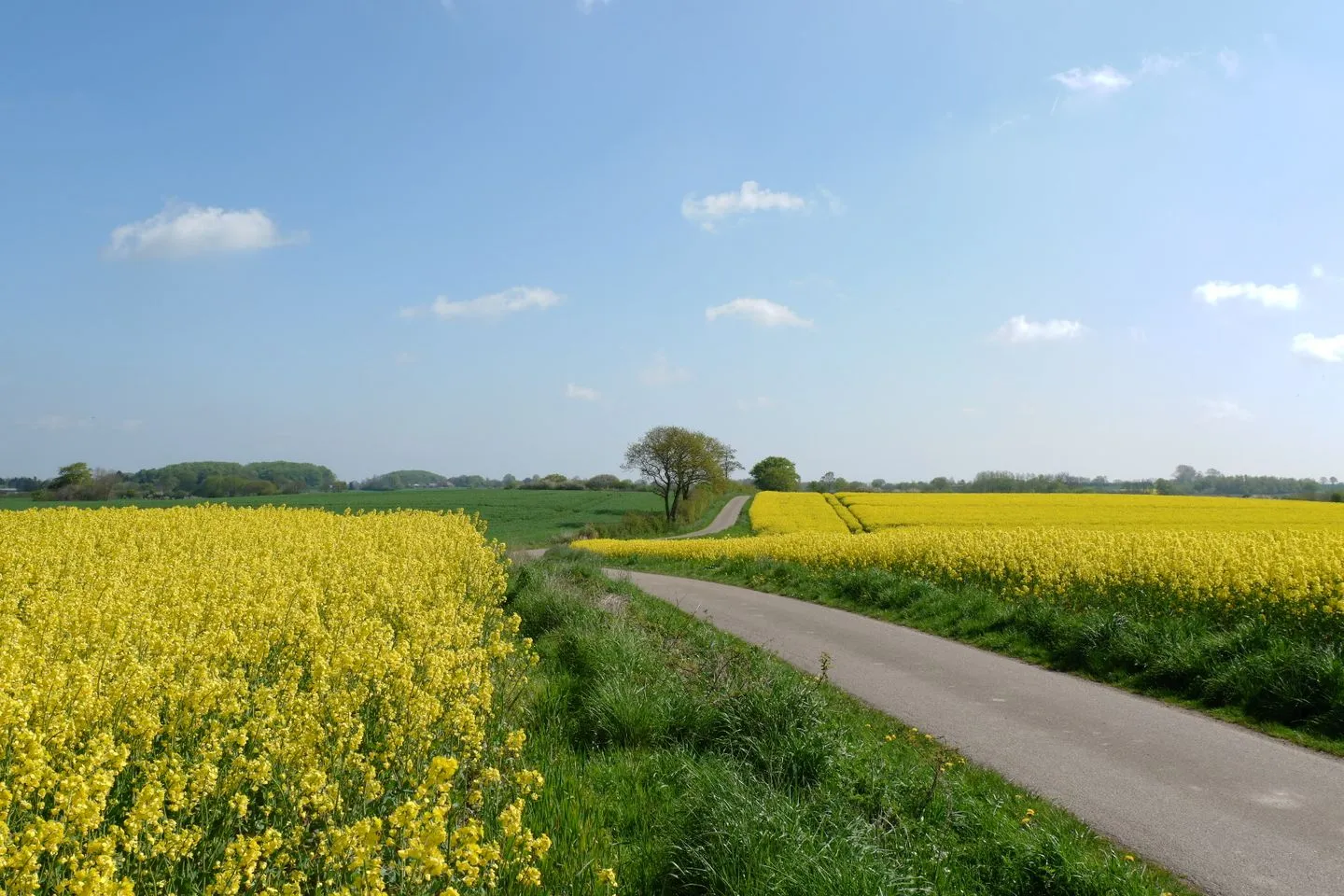 Ferienhaus Hedwigsblick Westerholz - Landschaft