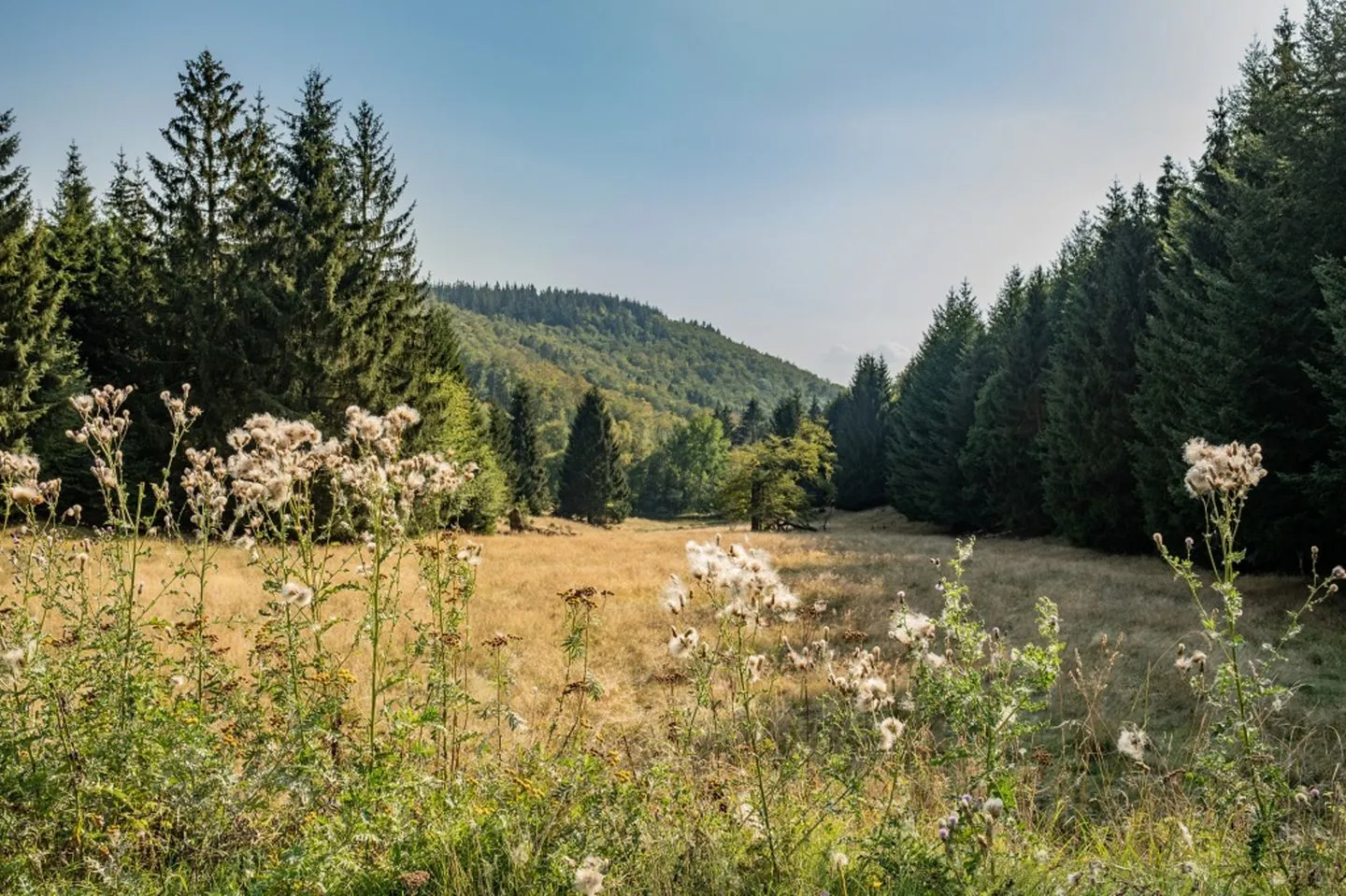 Waldpark Krätzersrasen FH1 Thüringer Wald - Bergwiese mit Blick auf den umliegenden Wald
