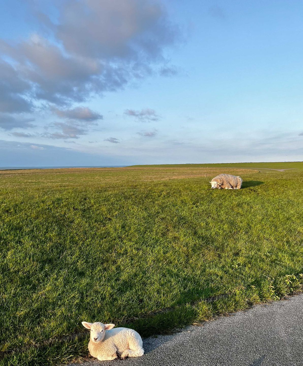 auf dem grünen Deich liegen die Schafe und Lämmer in der Sonne