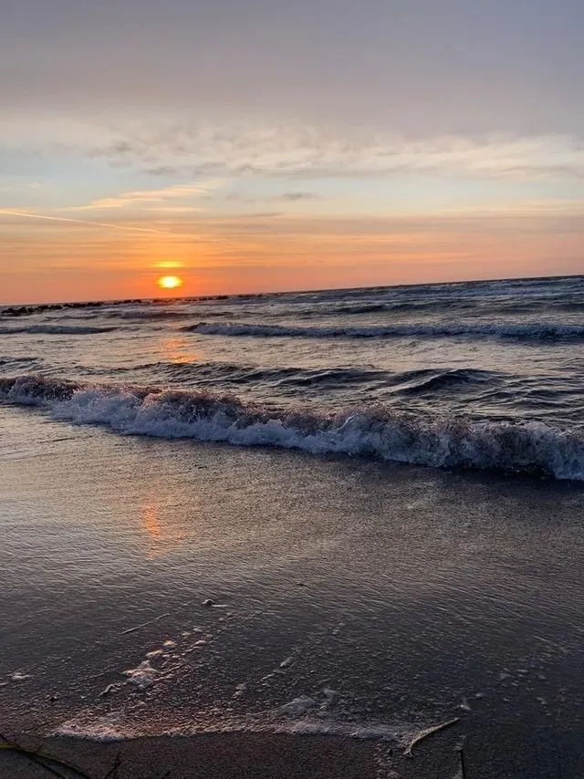 Seeschwalbe Südstrand - Seeschwalbe-11