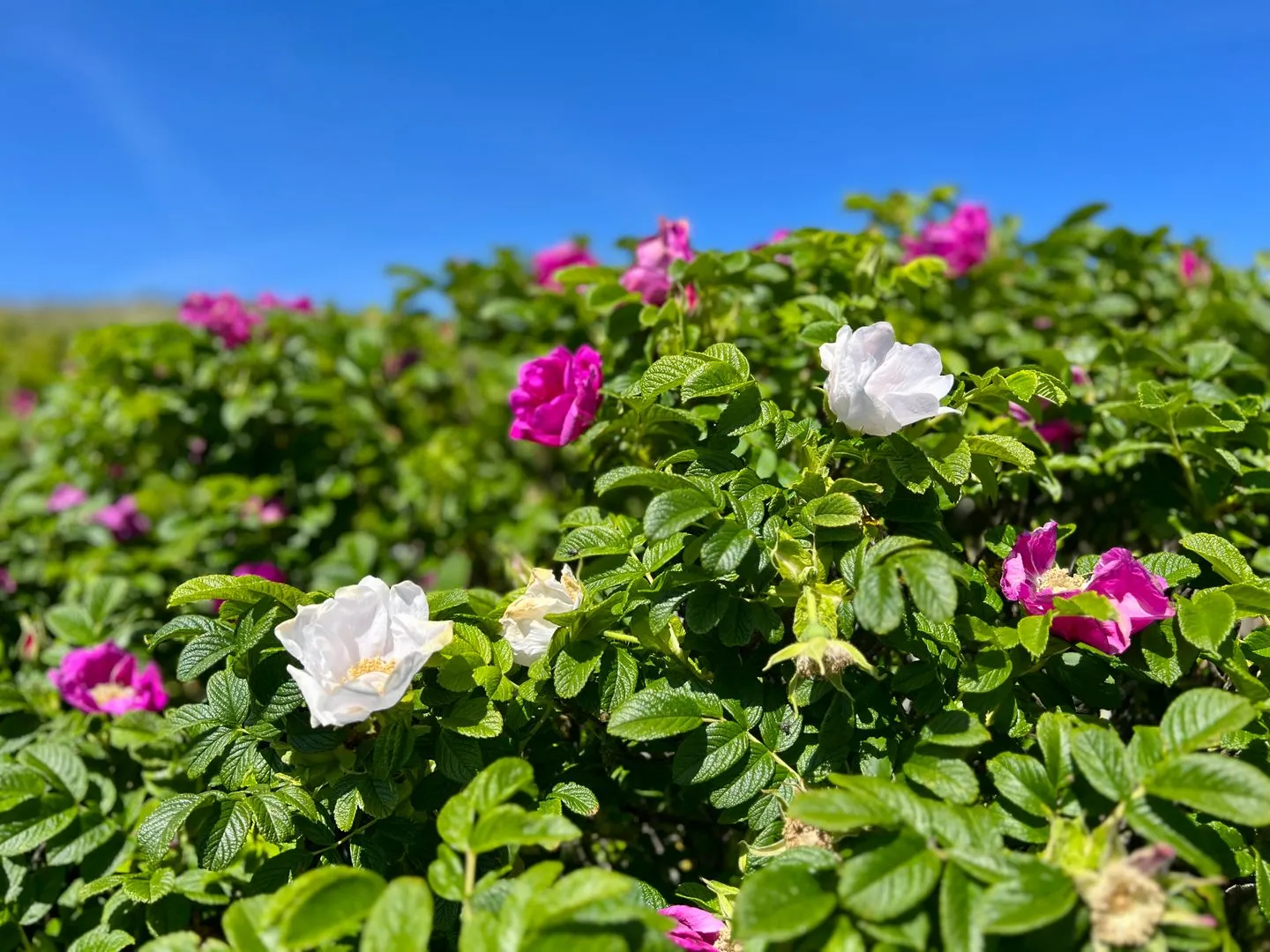 Am Wall 16 - Nele EG Langeoog -