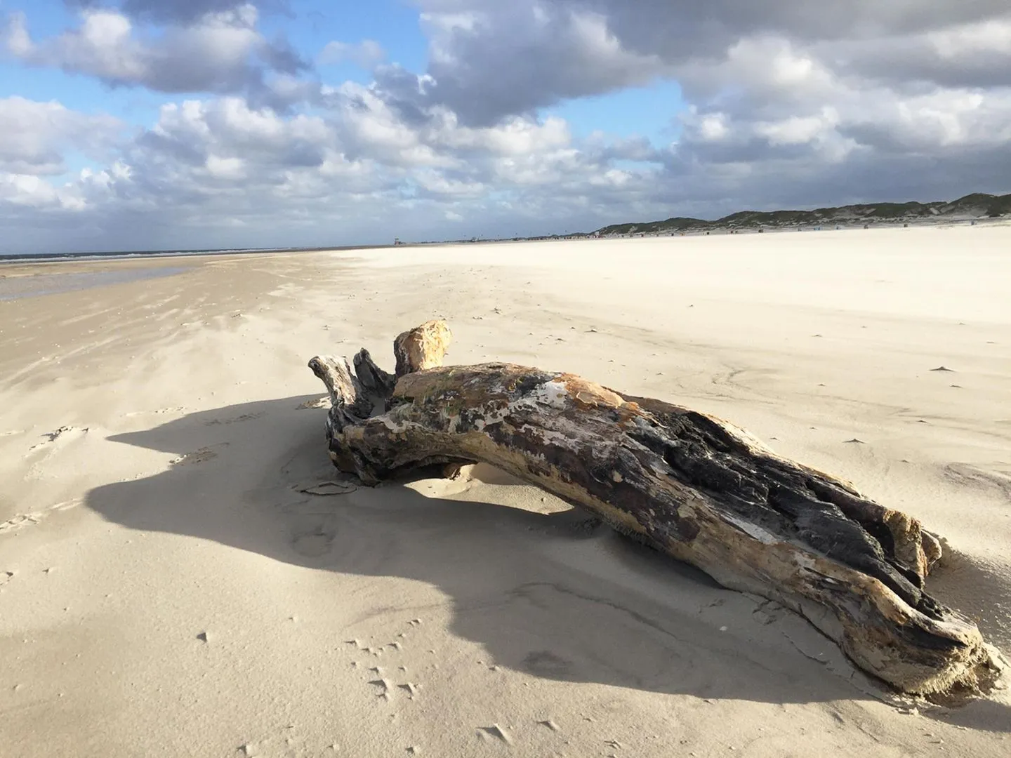 Haus *Strandweg 8* Friesenhaushälfte *Steuerbord* Süddorf auf Amrum - Strandgut auf Amrum
