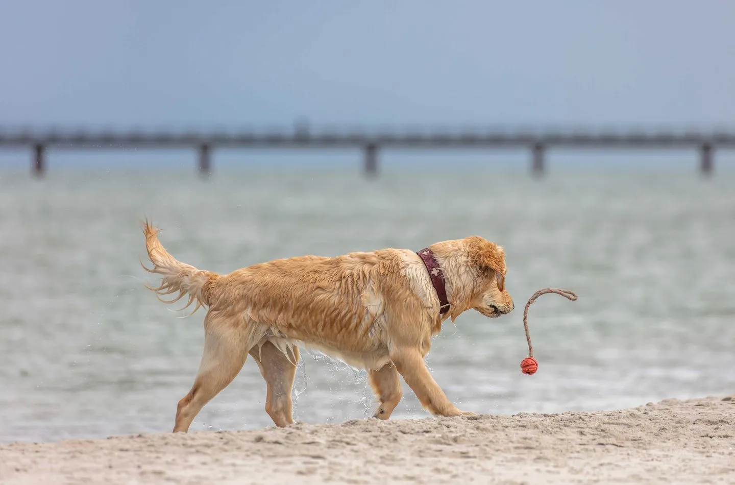 Deichperle Zingst - Sport / Aktivitäten
