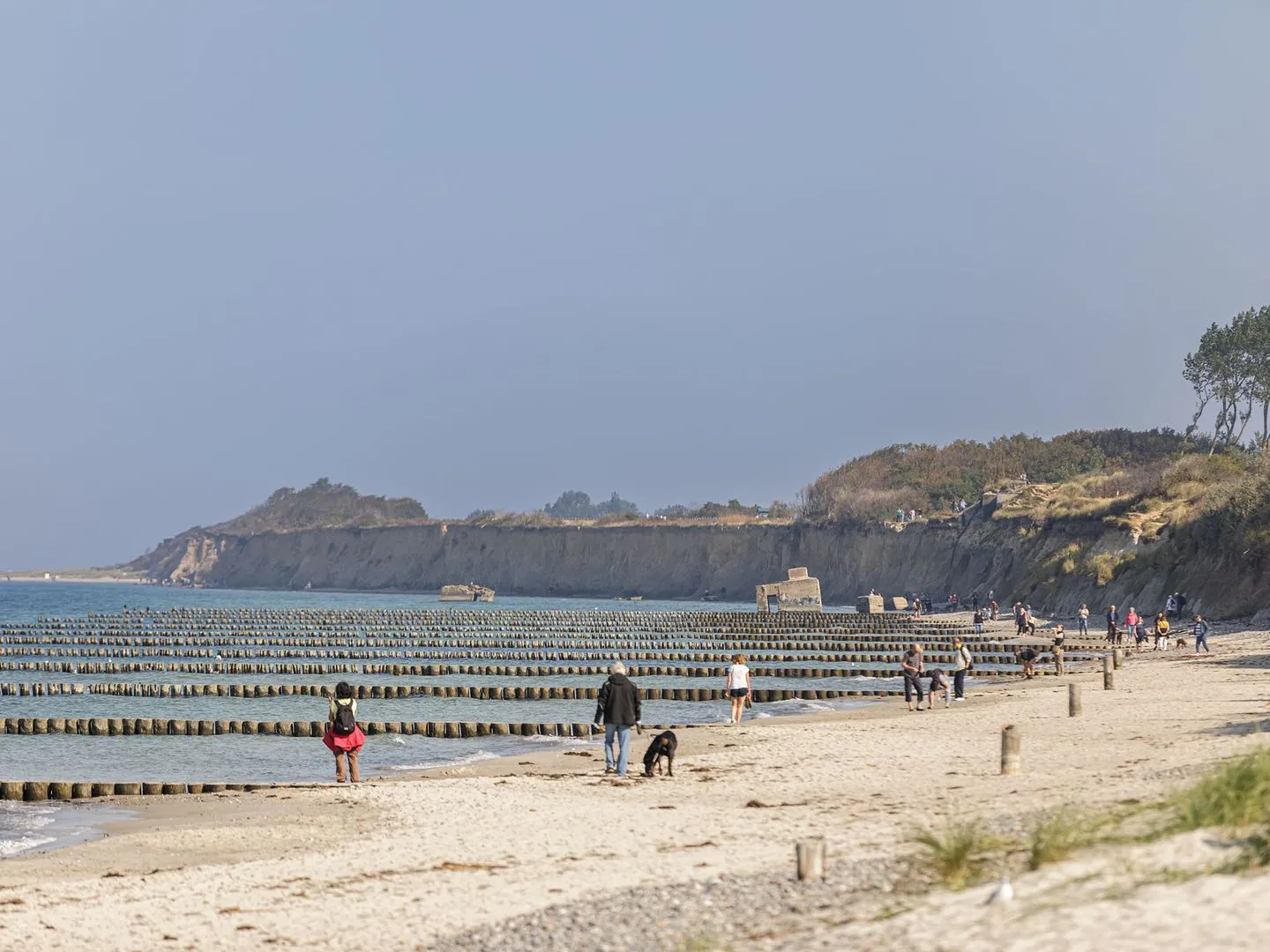Strandflieder Wustrow - Strand