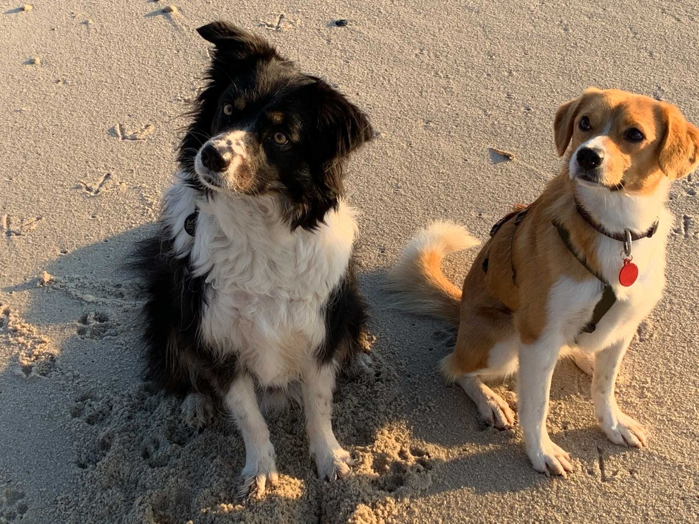 zwei Hunde sitzen am Strand und schauen aufmerksam in die Kamera