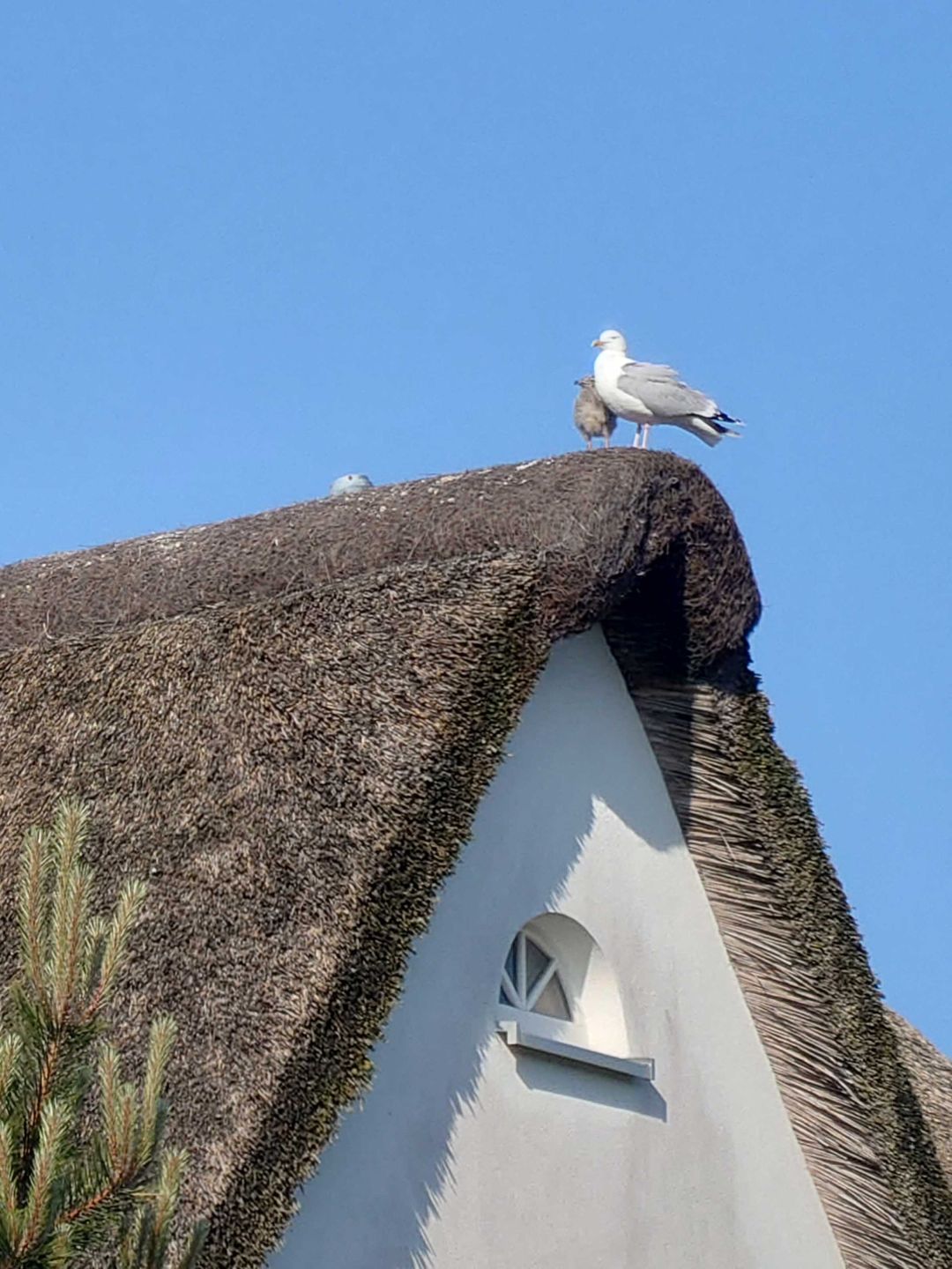 auf einem Reetdach steht eine Möwe mit ihrem Jungtier