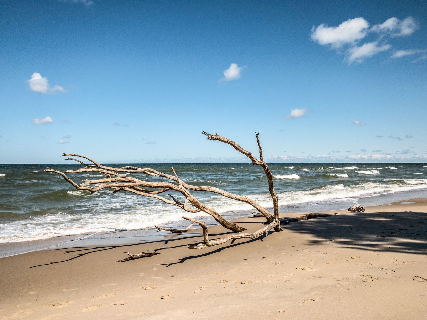 weißer Sandstrand an der Ostsee auf dem Darß mit großem Ast als Strandgut, blauer Himmel 