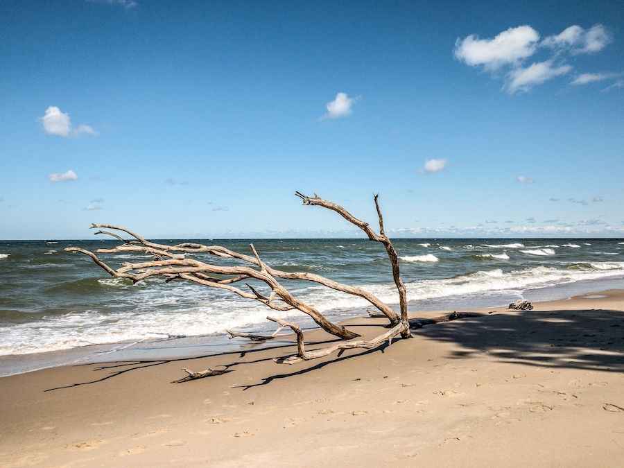 umgefallener Baum am Ostseestrand als Strandgut, blauer Himmel mit einzelnen weißen Wolken