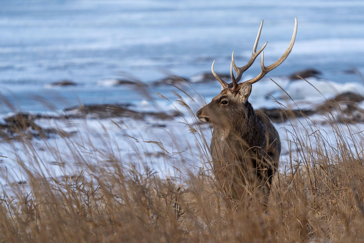 Hirsch am Strand