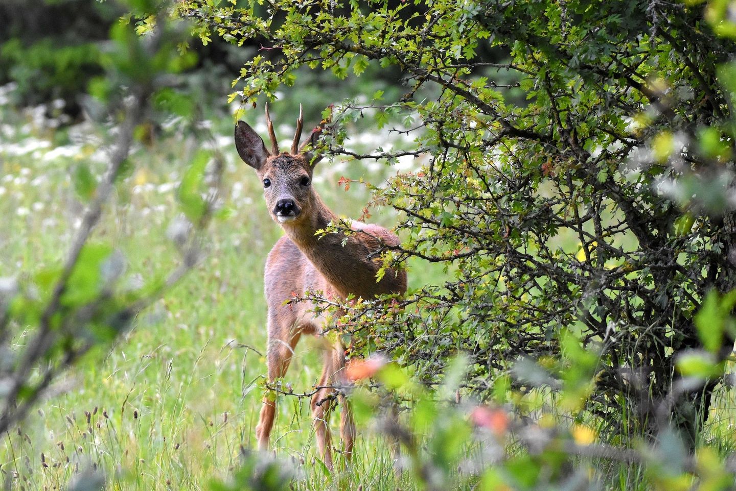 Reh schaut durch Blätter am Waldweg