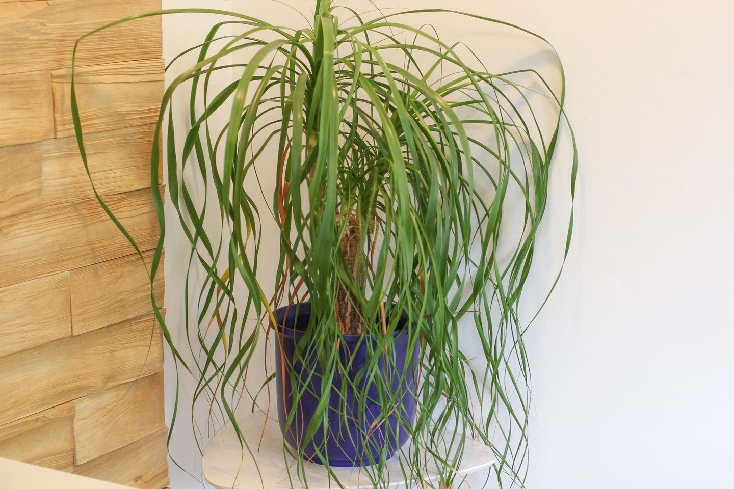 Apartmenthaus Sport-Sager Kurparknest Bild 10