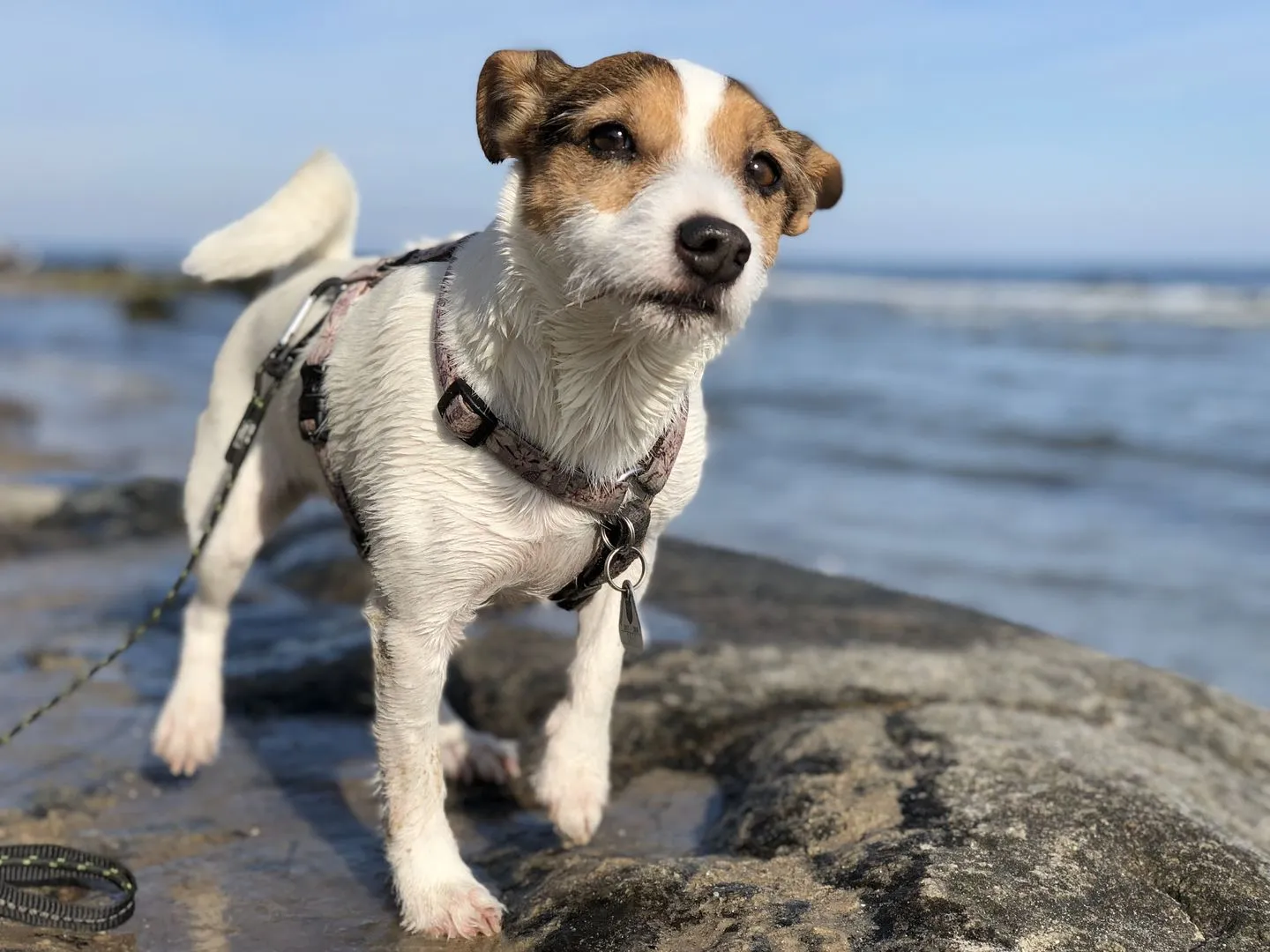 Lille Hus Flensburger Förde - Hunde sind bei uns willkommen