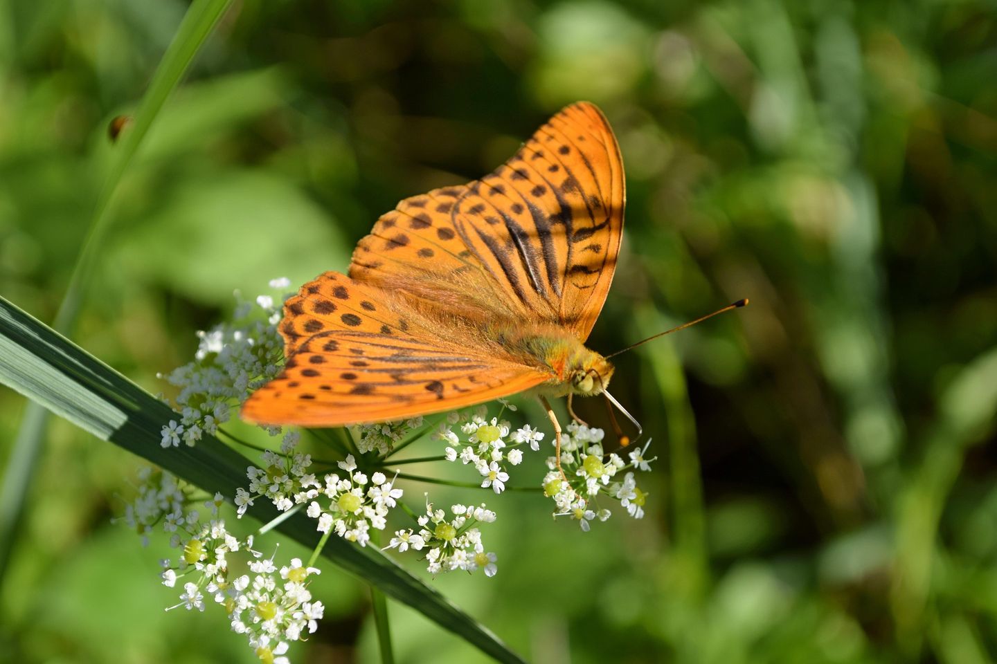 Schmetterling auf grünem Blatt