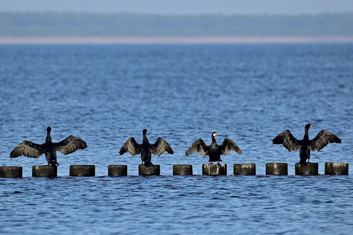 Komorane mit gespreizten Flügeln auf Wellenbrechern an der Ostsee
