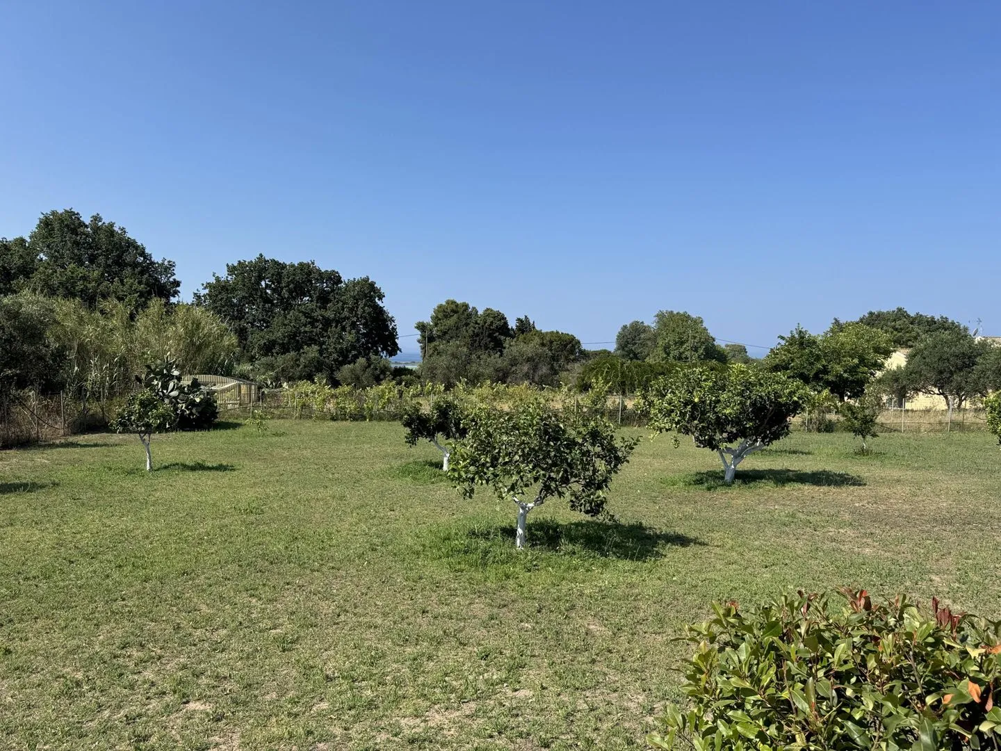 Chrissa Halikounas - Garden