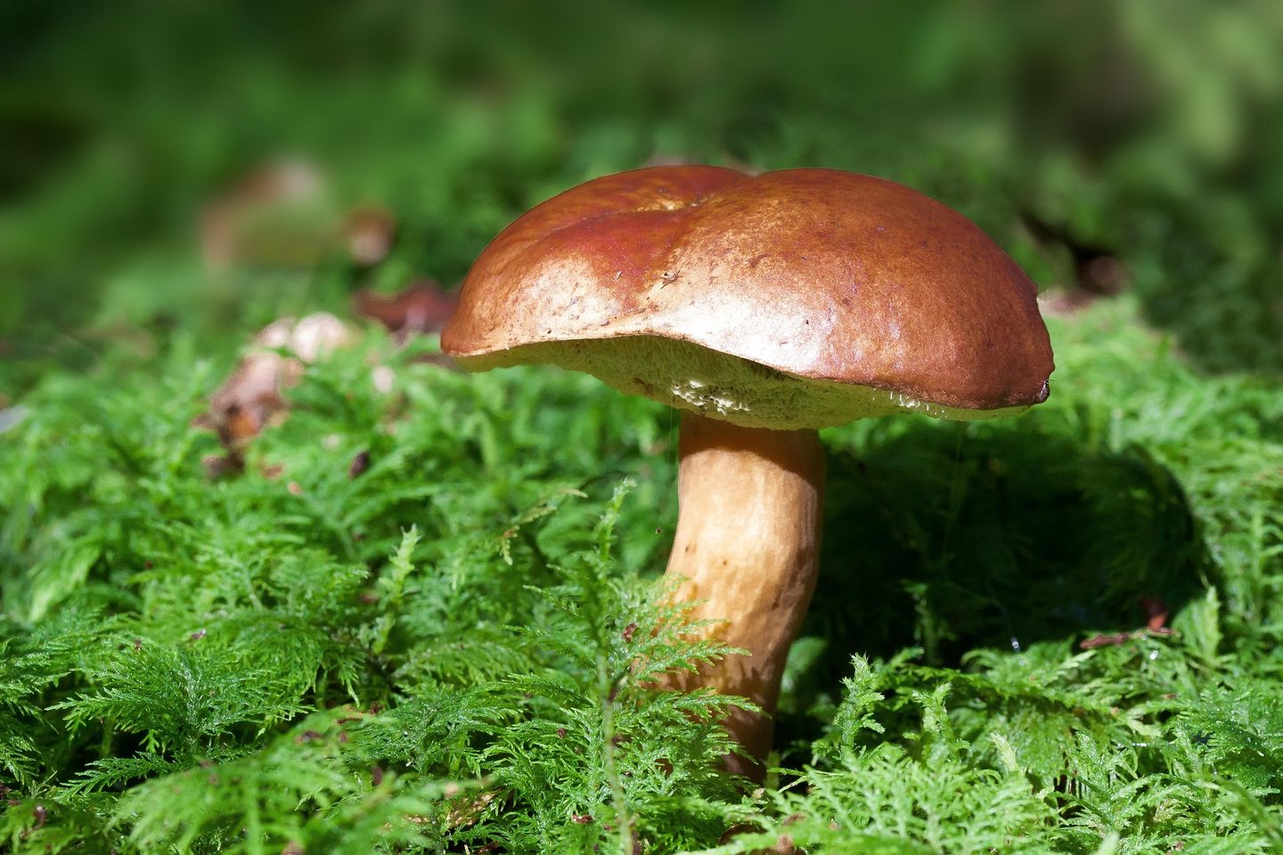 Pilz im Wald