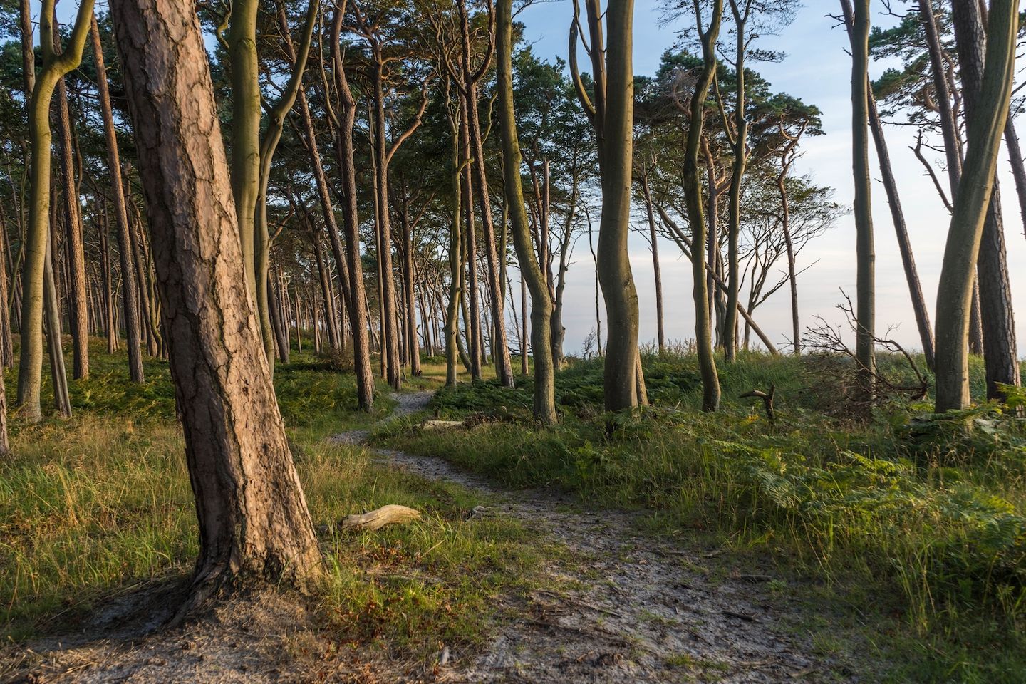 Wanderweg durch Kiefernwald an der Düne zum Weststrand