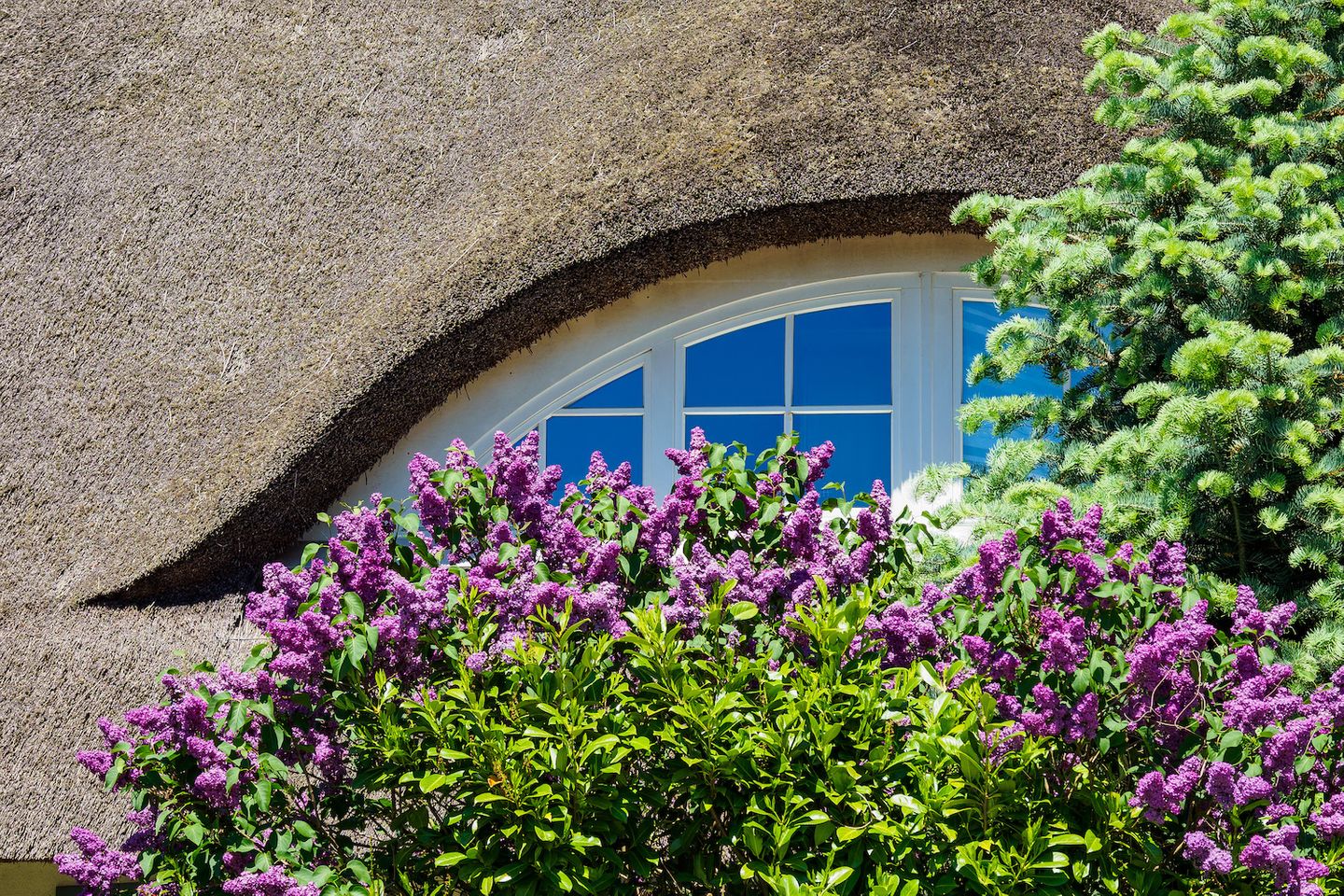 Reetdachhaus mit lila Flieder davor