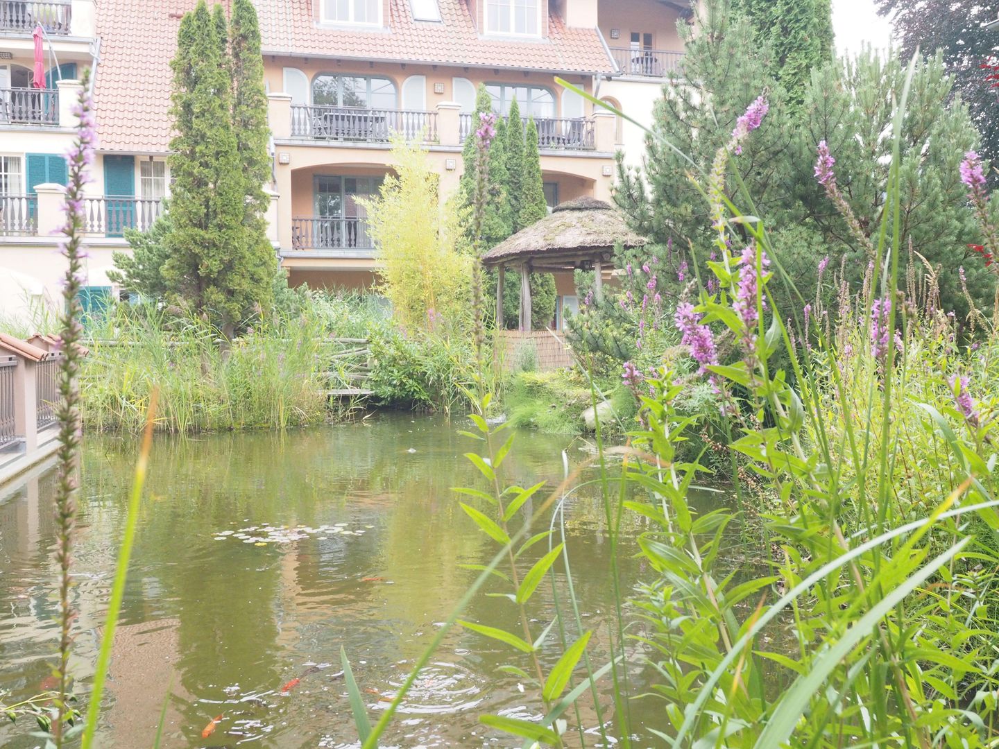 Koikarpfen und Goldfische in der Lagune