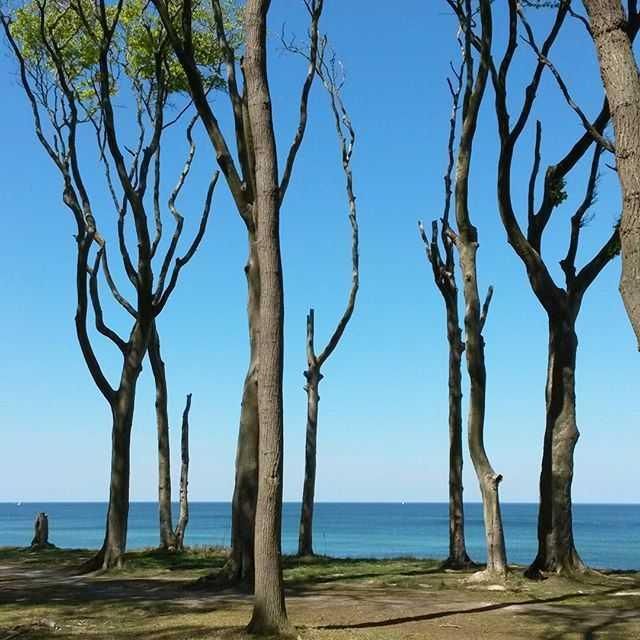 Gespensterwald Nienhagen