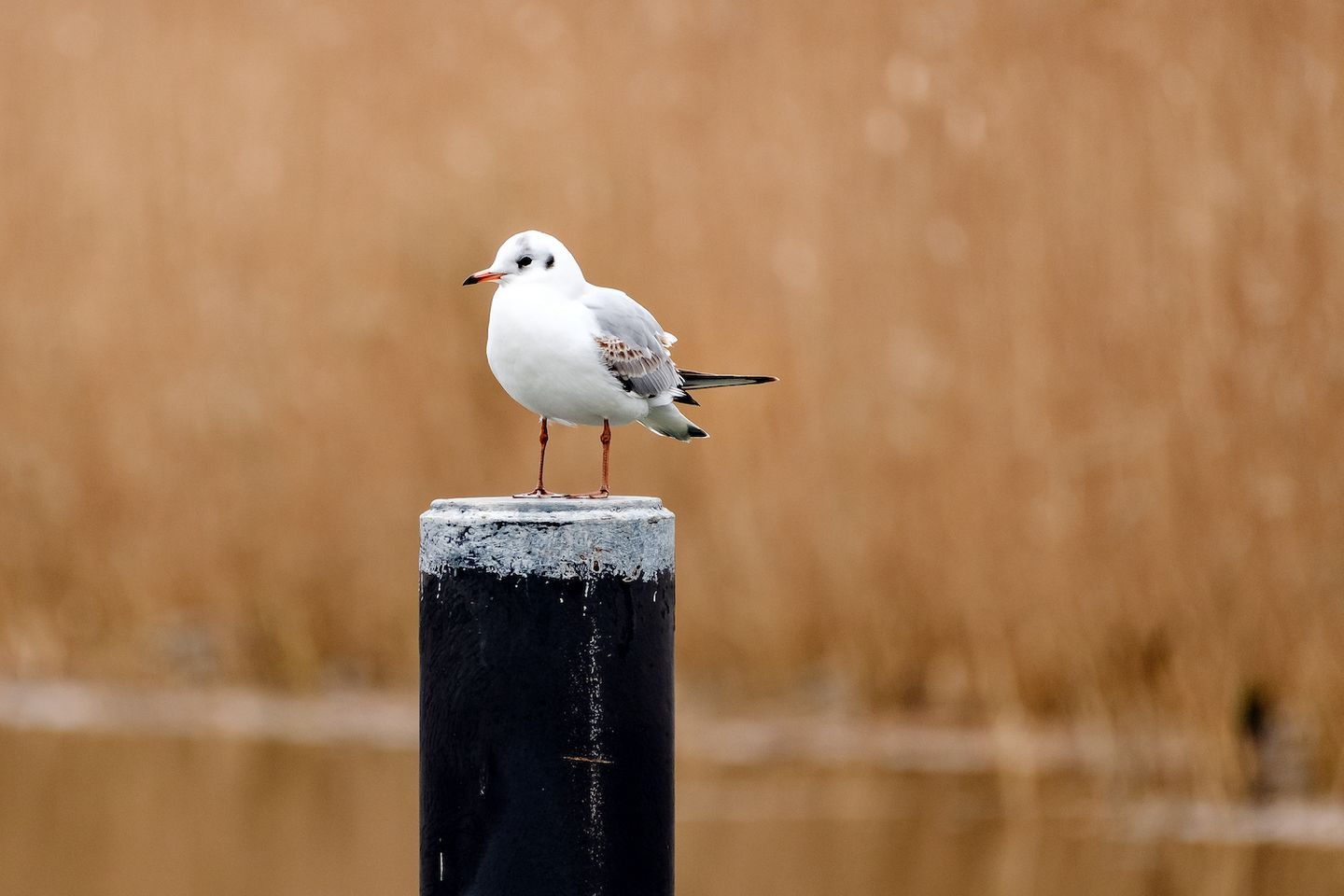 Möwe auf Wellenbrecher an der Ostsee in Herbststimmung