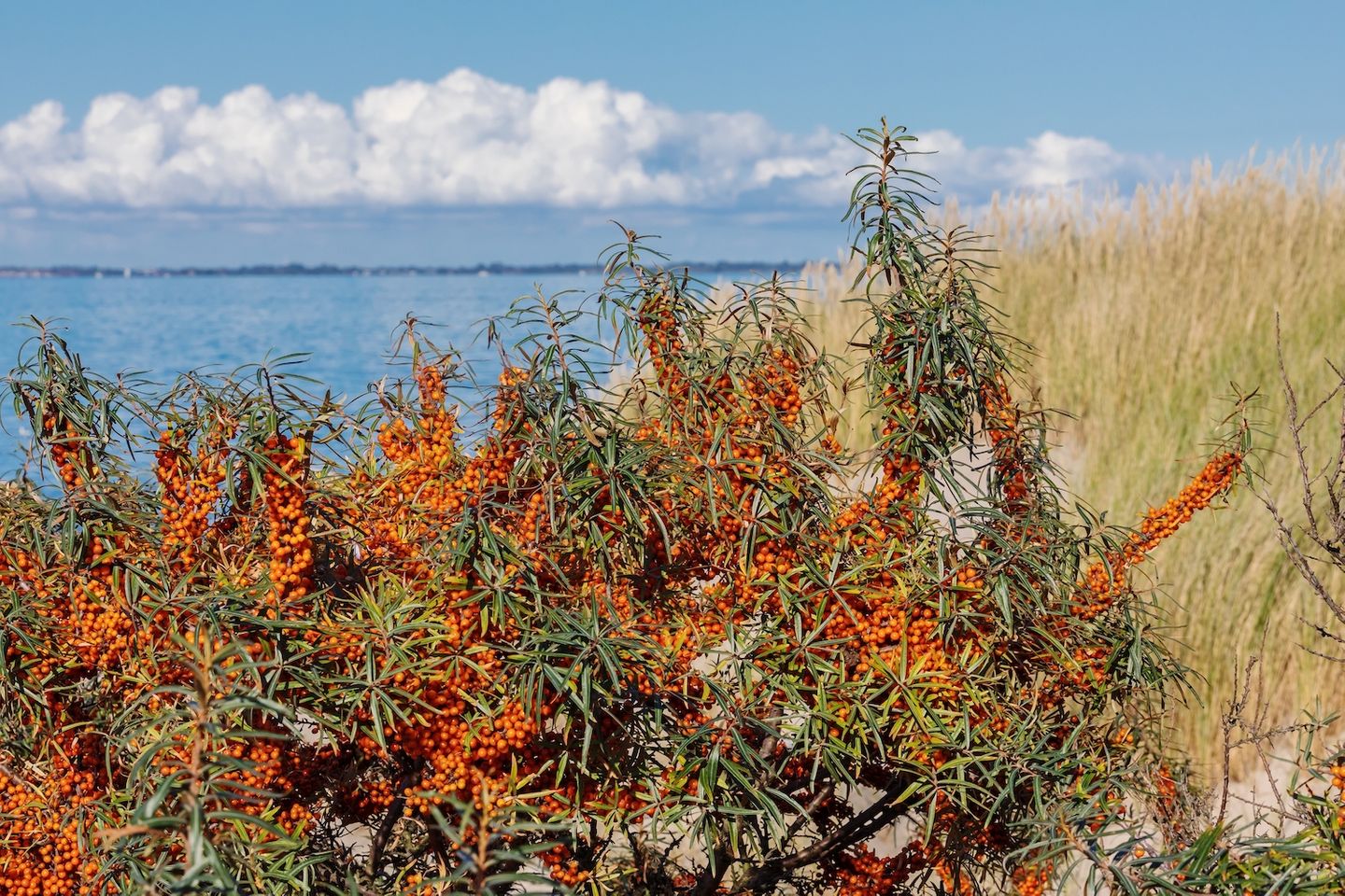 Sanddornstrauch auf der Düne mit Blick auf die Ostsee