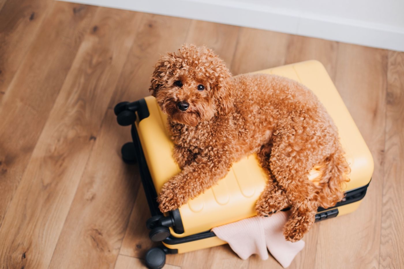 roter kleiner Pudel liegt auf gelben Koffer