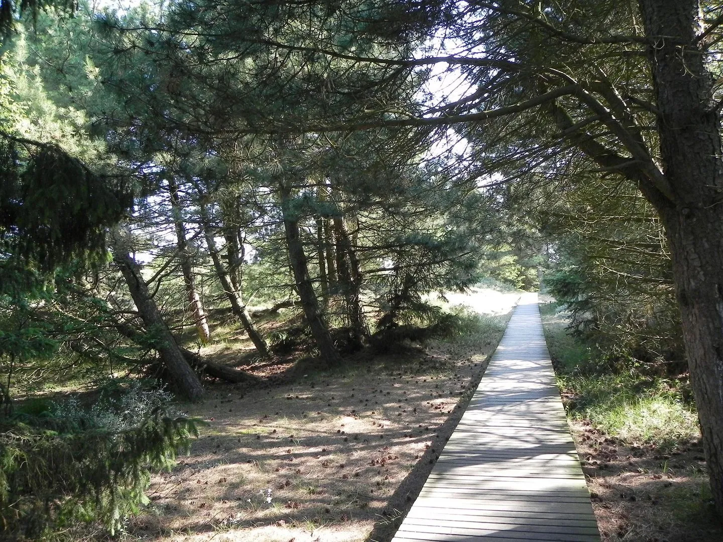Haus *Südspitze 17* Ferienwohnung *Inselnest am Meer* Wittdün auf Amrum - Bohlenwanderweg durch den Amrumer Wald