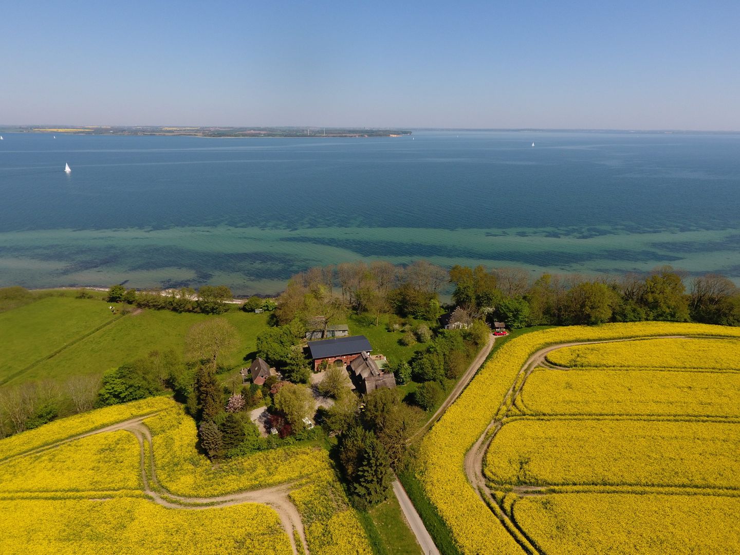 Rapsblüte an der Flensburger Förde