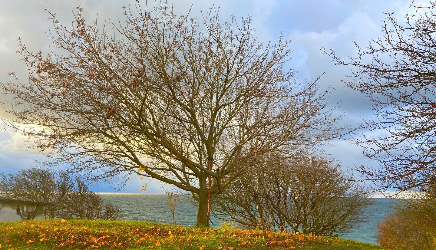  Steilküste 1 - Anna Hucke Kloster - 