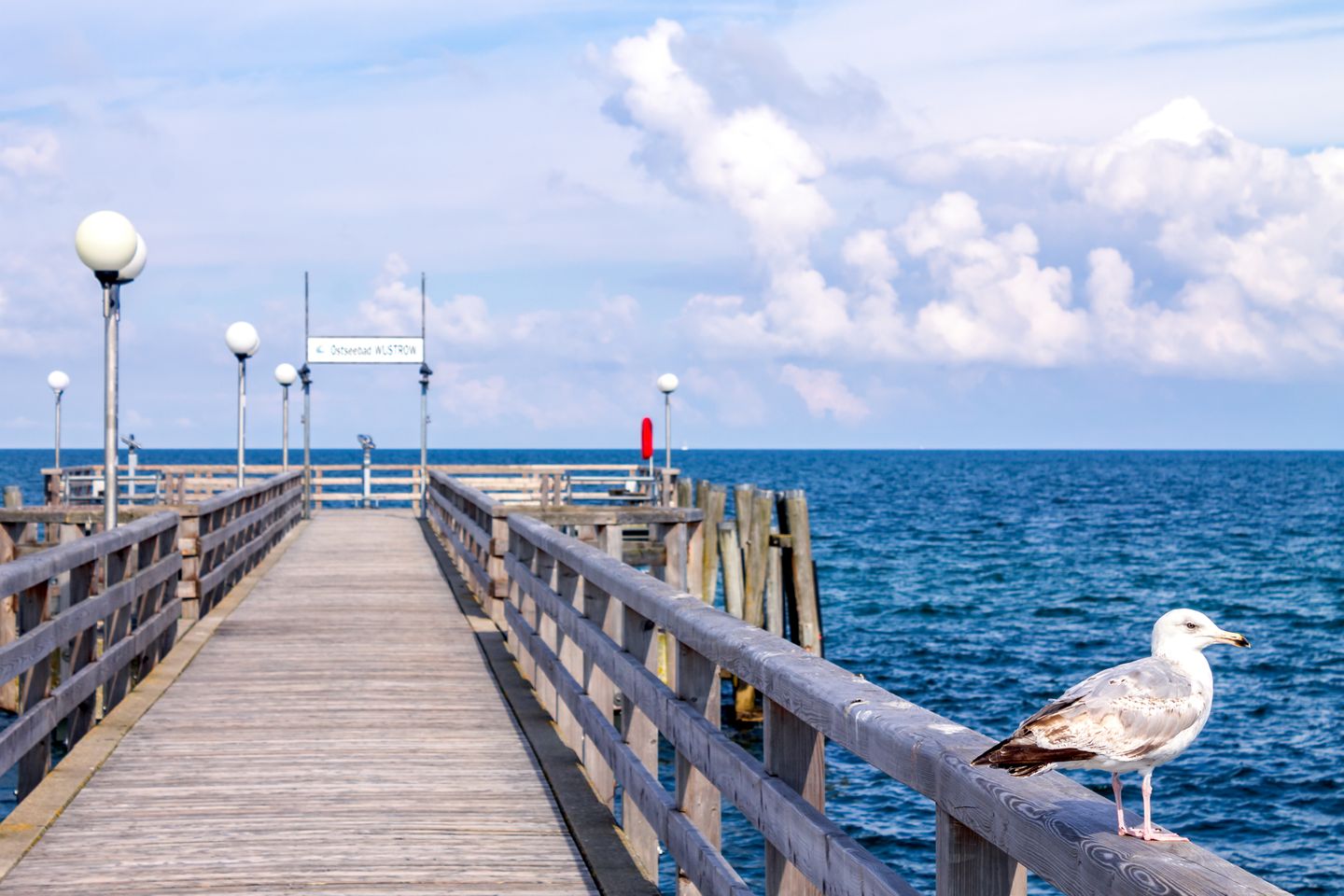 Möwe auf der Seebrücke in Wustrow, Fischland 